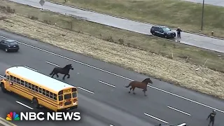 Video shows runaway police horses galloping along I-90 in Cleveland