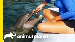Are Dolphins Really As Smart As We Think? | How Do Animals Do That?