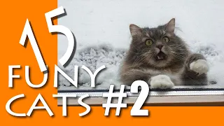 2 Funny cats videos 2019 |  Смешные Коты и Кошки