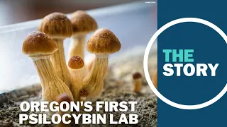 Portland lab is the first in Oregon licensed to test legal psilocybin mushrooms