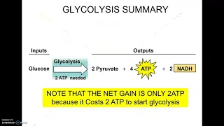 12-9 AP2021 Cell Respiration 1