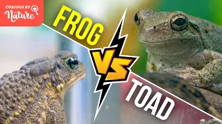 Frog vs Toad: What's the Difference? 🐸