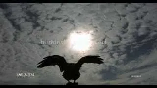 Raven Slow Motion Silhouette Flight Shot From Below on Phantom HD Gold - 4 Shots