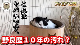 緊急保護した老野良猫パンちゃんの初めてのお手入れをしたら大変な事に…！！