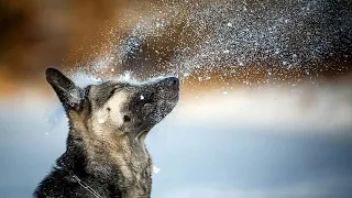 Восточноевропейская овчарка Сборник видео 2020 EASTERN EUROPEAN SHEPHERD DOG Video Compilation 2020