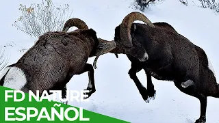 Defensas Salvajes | Episodio 2: Cuerpo y Pelea | Free Documentary Nature - Español