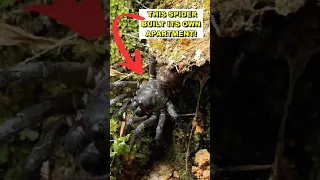 Trapdoor Spider: Masters of Stealthy Ambush in the Underground Realm! #animalfacts #shorts #spiders