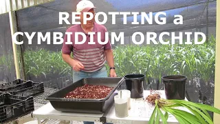 Dividing and Repotting Cymbidium Orchids