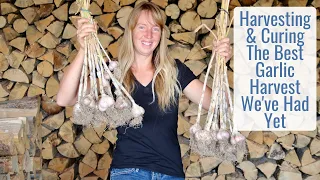 Harvesting & Curing Our Best Garlic Harvest Yet, Check Out These Huge Cloves! A Year's Supply