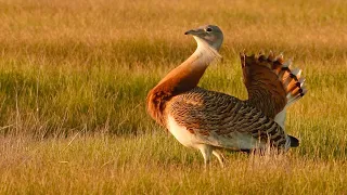 The snowball display of the world's heaviest flying bird