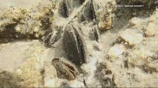 Freshwater mussels dying in large numbers