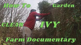 Garden Clearing - Removing Ivy From Buildings