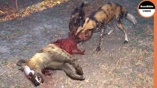 Wild Dogs Show No Mercy Against Hyenas