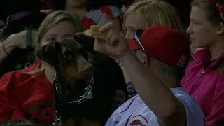 Dog is attracted to owner's hot dog