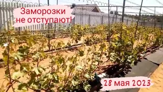 🌡❄ Заморозки не отступают!  Виноградник на 28 мая 2023 г. Республика Беларусь.