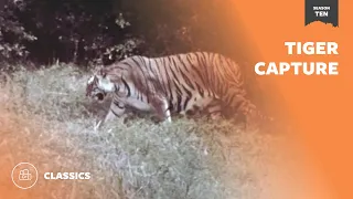 Tiger Capture  | Mutual of Omaha's Wild Kingdom