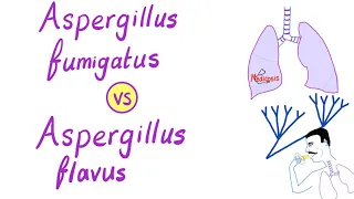 Aspergillus fumigatus VS Aspergillus flavus | Microbiology