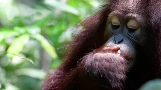 Popi the orangutan loves corn