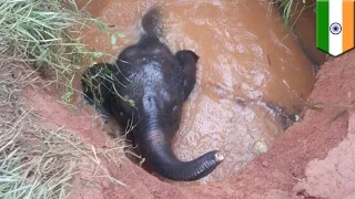 Elephant rescue: Indian villagers save baby elephant from well as mother cries - TomoNews