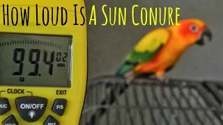 Sun Conure Screaming