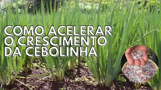 Cebolinha plantada com adubação fraca: O que fazer 🤔 ?