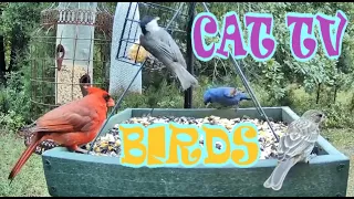 Cat TV 6 Hrs of Pet TV #birds #squirrel #deer SC Wildlife Live TV Bird Feeder Cam LIVE #BIRDWATCHING