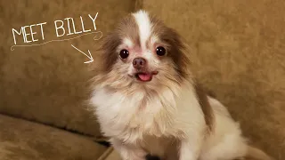 Meet Billy, Rescued From a Puppy Mill - 2013 CINE Award Winner