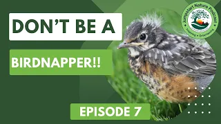 Episode#7: Don't Be a Birdnapper! (Or: How I Learned to Stop Worrying and Help Wildlife)