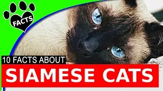 Top 10 Fun Facts About Siamese Cats - Cats 101