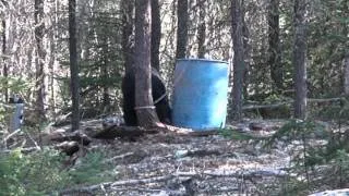 Huge black bear taken from a ground blind in northern Saskatchewan.