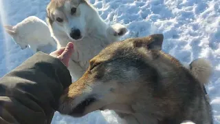 Планы на весну с лайками