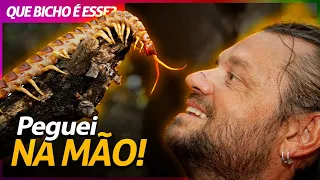 A LACRAIA GIGANTE, O ANIMAL MAIS VENENOSO DA ILHA DE CURAÇAO! | RICHARD RASMUSSEN
