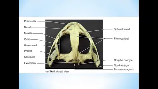 Скелет амфибий. Часть 2