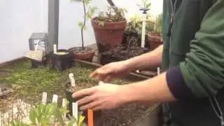 How to Take Cuttings for a Hedge