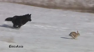 Wolf,  The wolf hunting of the rabbit