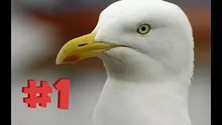 SEAGULLS SQUAWKING COMPILATION #1