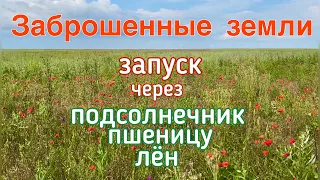 Через какие культуры запускать заброшенные земли?