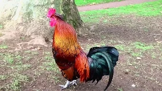 Rooster Crowing Compilation Plus - Rooster crowing sounds Effect 2016