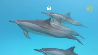 לכל דולפין יש שם