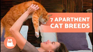 7 BEST CAT BREEDS  for APARTMENTS 🐱🏠 Best Apartment Cats