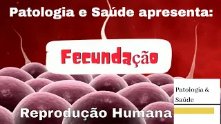 Reprodução Humana: Fecundação