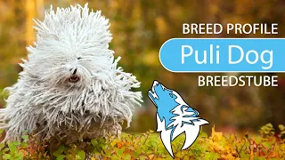► Hungarian Puli Dog Breed [2020] Temperament & Training