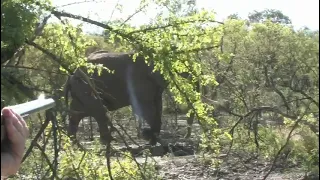 2023 Perfect Side Brain Shot On Bull Elephant