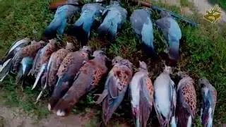 Супер охота на голубей 2016. Стрельба из МЦ-6 (стволы раструб) GoPro 4 HD 1080p. Часть 1