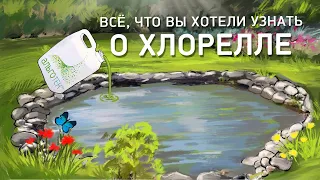 Что такое Хлорелла и как давно она существует на нашей планете? Технология ООО "Альготек"