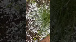 Hail storm in central Texas!(May 12, 2024) #centraltexas #gardening #zone8b