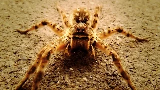 Будьте осторожны: ядовитые пауки!