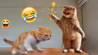 🤣😆 Try Not To Laugh Dogs And Cats 😍🐕 Funny And Cute Animal Videos 2024 # 18