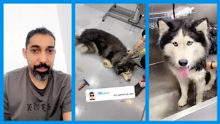 عبدالرحيم يتكلم عن مشكلته مع الاعلانات + عبدالرحيم يحلق الكلب توباك في العيادة 😍  سناب عبدالرحيم