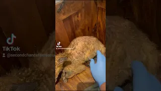 We saved this fox's life! #fox #Foxes #shorts